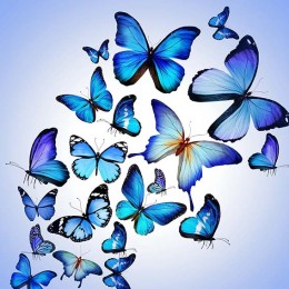  «Вертикальные Бабочки»